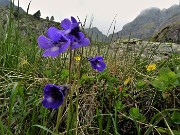 Fiori sui sentieri, stambecchi e anche ...nebbia alla Bocca di Trona-1giu22- FOTOGALLERY